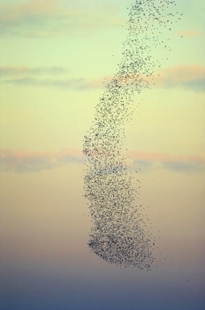 birds flow in unision