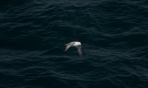 gull at sea
