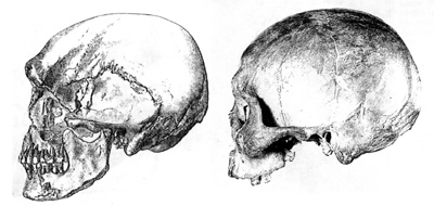 hybrid skulls