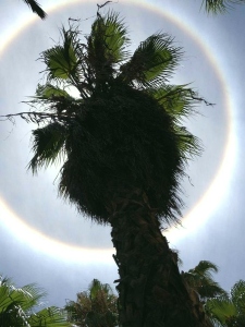 Sunbow against palm tree