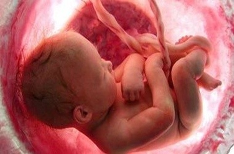foetus in womb
