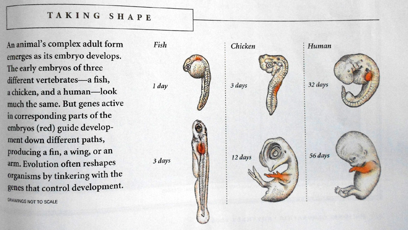The human body at 32 days resembles a dugong ... taken from National Geographic, November 2006, artwork by John Burgoyne