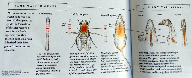 larvae show an interesting link - vertebrate are common to many species ... taken from National Geographic, November 2006, artwork by John Burgoyne